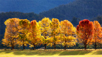 Autumn Colour in the Huon Valley, Tasmania