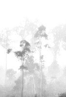 Ethereal Eucalypts, Tasmania