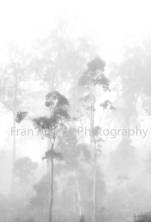Ethereal Eucalypts, Tasmania